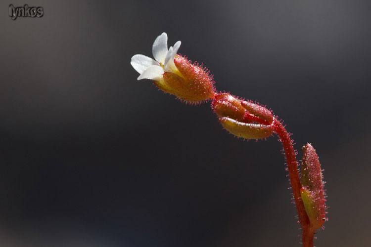 Le ultime arrivate tra le piante gi fiorite